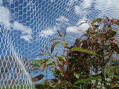 Apple Orchard Frith-éan Glan