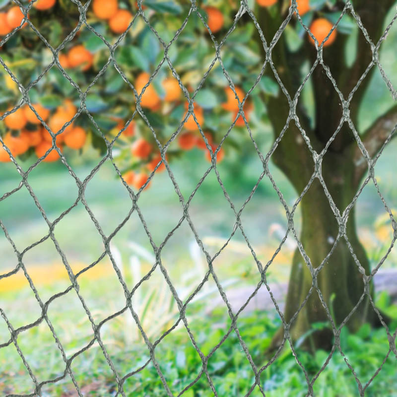 Bacainní Ainmhithe Líonrú Éan